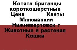 Котята британцы короткошерстные › Цена ­ 5 000 - Ханты-Мансийский, Нижневартовск г. Животные и растения » Кошки   